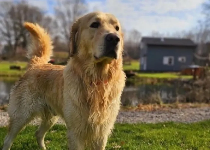 Z Sauna I Balia Jakuzii W Gluszy Holiday home *